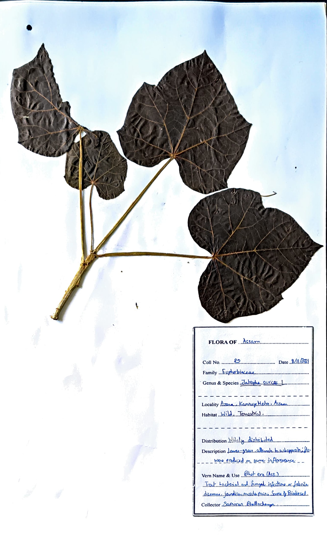 Bhot era (Ass.) (Herbarium)